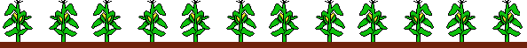 cornrowborder.gif